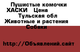 Пушистые комочки ХАСКИ › Цена ­ 12 000 - Тульская обл. Животные и растения » Собаки   